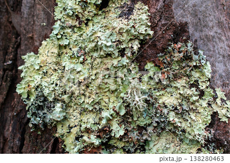 Lichen Growing on Tree Bark 138280463