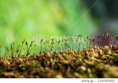 Green Moss with Sporophytes Macro Botanical Background 138280481