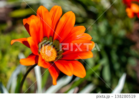 Orange Gazania Blossom Closeup in Natural Sunlight Orange Gazania Blossom Closeup in Natural Sunlight 138280519