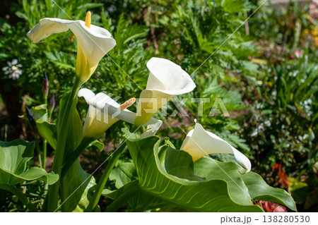 Elegant White Calla Lilies Blooming in a Sunny Garden Elegant White Calla Lilies Blooming in a Sunny Garden 138280530