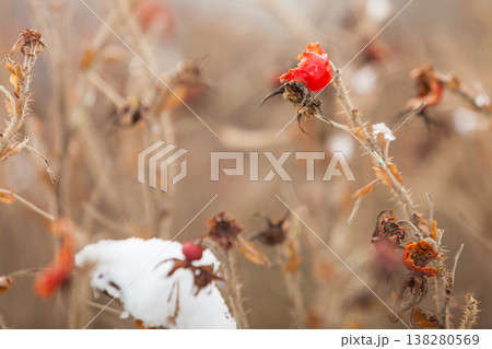 Dried rose bushes druing winter Dried rose bushes druing winter 138280569