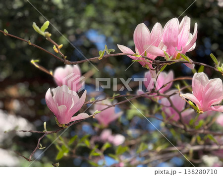 Magnolia buds and flowers covering branches with green leaves in spring light. Seasonal bloom, botanical richness, ornamental gardening, plant development and urban greenery concept Magnolia buds and flowers covering branches with green leaves in spring light. Seasonal bloom, botanical richness, ornamental gardening, plant development and urban greenery concept 138280710