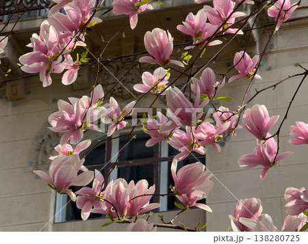 Magnolia tree in full bloom beside residential building under clear sky. Seasonal flowering, urban greenery, decorative planting, neighborhood landscaping and springtime environment concept 138280725