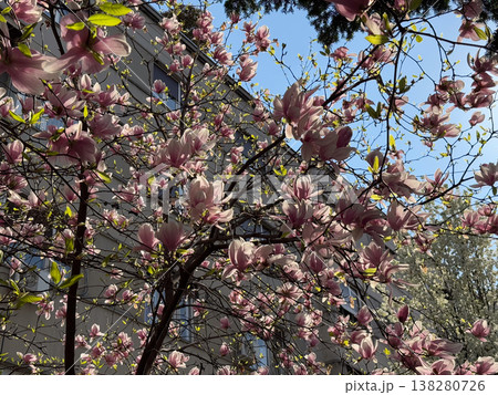 Dense magnolia blossoms covering branches in spring season. Floral abundance, urban landscaping, residential decoration, botanical richness and horticultural design concept Dense magnolia blossoms covering branches in spring season. Floral abundance, urban landscaping, residential decoration, botanical richness and horticultural design concept 138280726