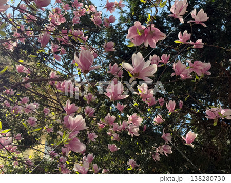 Close-up of white and pink magnolia flowers on branches in warm sunlight. Floral texture, botanical study, ornamental gardening, seasonal bloom detail and natural plant structure exploration 138280730