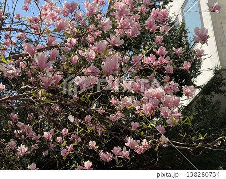Magnolia buds and flowers covering branches with green leaves in spring light. Seasonal bloom, botanical richness, ornamental gardening, plant development and urban greenery concept Magnolia buds and flowers covering branches with green leaves in spring light. Seasonal bloom, botanical richness, ornamental gardening, plant development and urban greenery concept 138280734