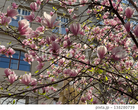 Dense magnolia blossoms covering branches in spring season. Floral abundance, urban landscaping, residential decoration, botanical richness and horticultural design concept Dense magnolia blossoms covering branches in spring season. Floral abundance, urban landscaping, residential decoration, botanical richness and horticultural design concept 138280739
