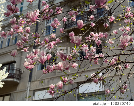 Pink magnolia flowers. Floral isolation, botanical detail, residential garden setting, seasonal bloom and natural light composition Pink magnolia flowers. Floral isolation, botanical detail, residential garden setting, seasonal bloom and natural light composition 138280740