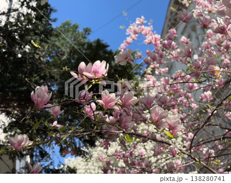 Close-up of white and pink magnolia flowers on branches in warm sunlight. Floral texture, botanical study, ornamental gardening, seasonal bloom detail and natural plant structure exploration 138280741