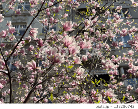 Wide view of magnolia tree covered with pink flowers against blue sky. Seasonal flowering display, botanical diversity, outdoor photography theme, spring vegetation and urban park scenery. Wide view of magnolia tree covered with pink flowers against blue sky. Seasonal flowering display, botanical diversity, outdoor photography theme, spring vegetation and urban park scenery. 138280742