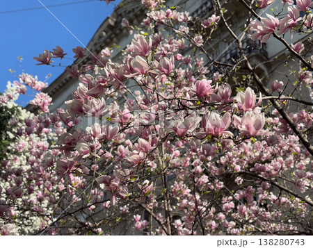Magnolia tree full of pink blossoms spreading wide branches in urban garden. Abundant flowering, seasonal landscaping, residential greenery, decorative horticulture and springtime city environment 138280743