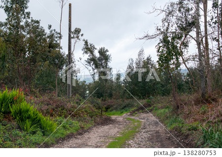 Forest Pathway Surrounded by Trees and Natural Beauty 138280753