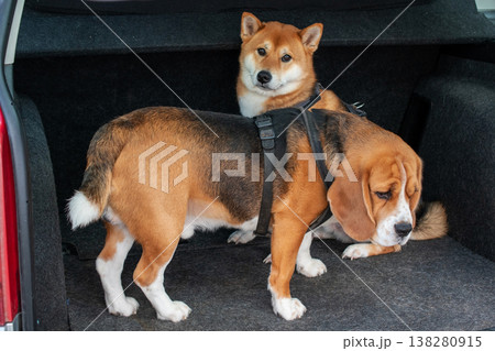 Shiba Inu and Beagle Dogs in Car Trunk Shiba Inu and Beagle Dogs in Car Trunk 138280915