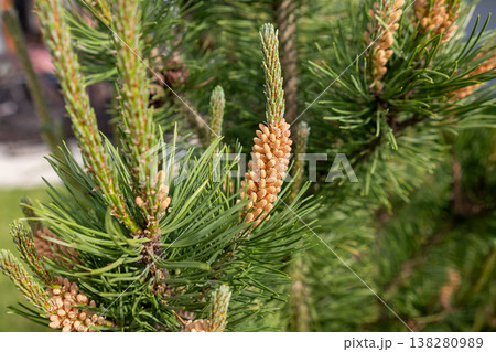 Details of Young Pine Cones Growing on a Green Pine Tree Branch in Bright Sunlight During Spring Season in a Botanical Garden Details of Young Pine Cones Growing on a Green Pine Tree Branch in Bright Sunlight During Spring Season in a Botanical Garden 138280989