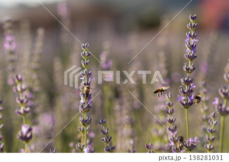 Lavender Fields in Full Bloom With Bees Collecting Nectar During a Sunny Day in Summer 138281031