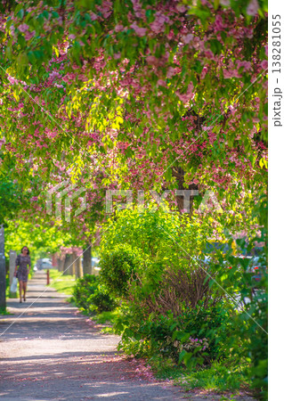 pastel cherry blossom above the street. beautiful urban scenery in spring. sakura blossom season in uzhhorod, ukraine. postcard with narrow sakura alley in afternoon light pastel cherry blossom above the street. beautiful urban scenery in spring. sakura blossom season in uzhhorod, ukraine. postcard with narrow sakura alley in afternoon light 138281055