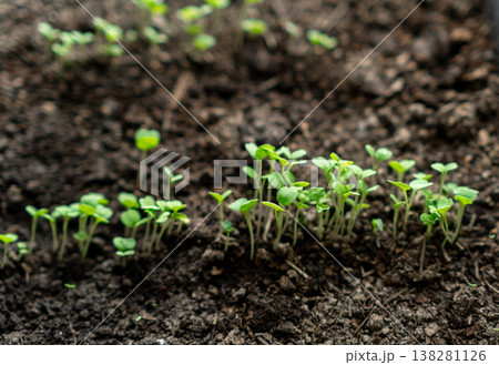 Small Green Seedlings Emerging From Dark Soil in a Warm, Sunny Garden During Spring Cultivation Small Green Seedlings Emerging From Dark Soil in a Warm, Sunny Garden During Spring Cultivation 138281126