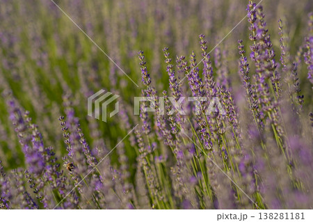 Lavender Fields in Full Bloom During Golden Hour With Vibrant Purple Hues and Lively Insect Activity Lavender Fields in Full Bloom During Golden Hour With Vibrant Purple Hues and Lively Insect Activity 138281181