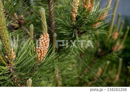 Pine Tree Branches With New Cones in a Garden During Early Spring Sunshine Near a Home Pine Tree Branches With New Cones in a Garden During Early Spring Sunshine Near a Home 138281208