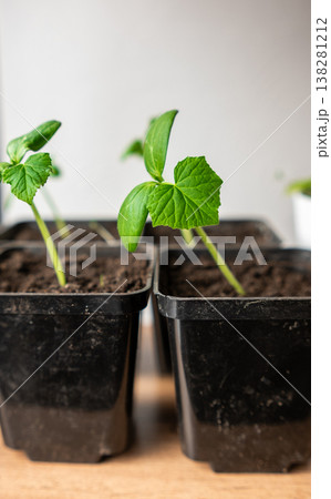 Fresh Green Seedlings Growing in Black Pots on Wooden Surface in Bright Indoor Environment During Daytime Fresh Green Seedlings Growing in Black Pots on Wooden Surface in Bright Indoor Environment During Daytime 138281212
