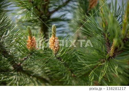 Pine Tree Branches Showcasing Developing Cones in Natural Setting During Daylight Hours Pine Tree Branches Showcasing Developing Cones in Natural Setting During Daylight Hours 138281217