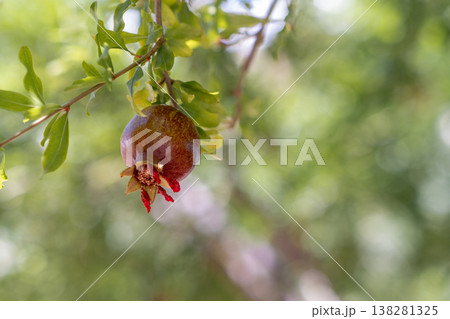 Juicy Pomegranate Fruit Hanging From Lush Green Branches in a Sunny Orchard During Late Summer Season Juicy Pomegranate Fruit Hanging From Lush Green Branches in a Sunny Orchard During Late Summer Season 138281325