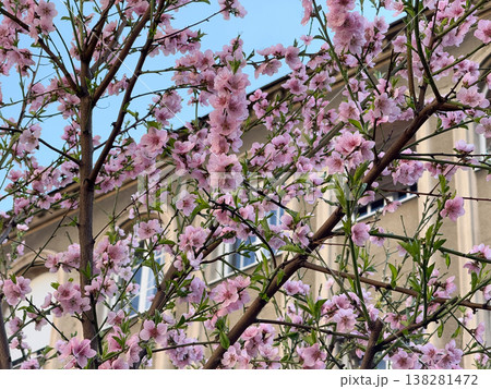Pink peach blossoms covering slender branches in dense spring bloom near an urban courtyard. Seasonal flowering tree texture, ornamental garden detail and soft botanical renewal in daylight Pink peach blossoms covering slender branches in dense spring bloom near an urban courtyard. Seasonal flowering tree texture, ornamental garden detail and soft botanical renewal in daylight 138281472