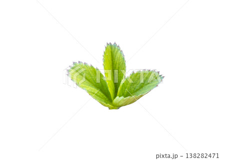 Strawberry trifoliate leaf cluster botanical agriculture plant illustration Strawberry trifoliate leaf cluster botanical agriculture plant illustration 138282471
