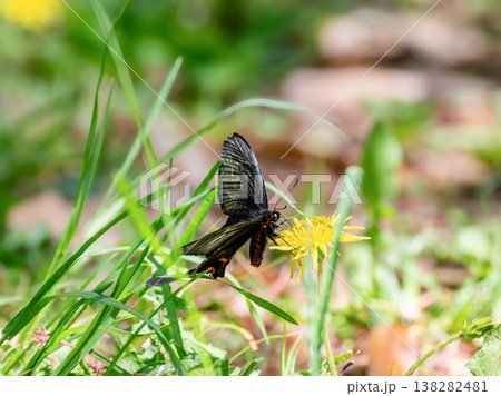 タンポポの蜜を吸うジャコウアゲハのクローズアップ タンポポの蜜を吸うジャコウアゲハのクローズアップ 138282481