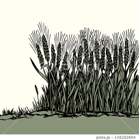 Vector drawing. Old wheat field 138282604