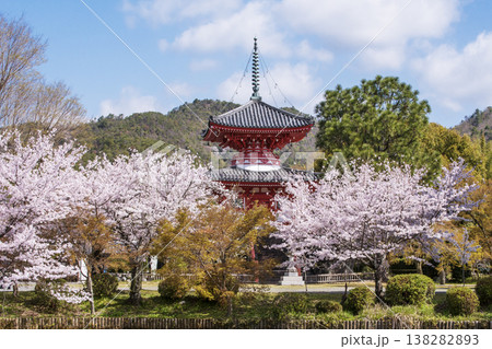 桜咲く大覚寺の大沢池 多宝塔と桜の風景 春の京都観光スポット 京都の桜の名所 桜咲く大覚寺の大沢池 多宝塔と桜の風景 春の京都観光スポット 京都の桜の名所 138282893
