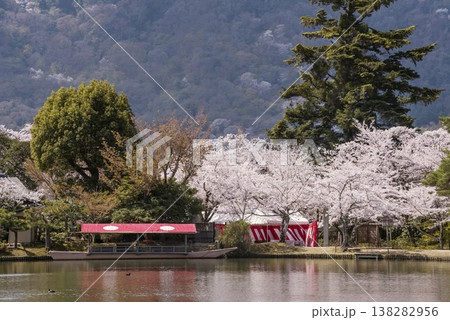 桜咲く大覚寺の大沢池 春の京都観光スポット 京都の桜の名所 桜咲く大覚寺の大沢池 春の京都観光スポット 京都の桜の名所 138282956