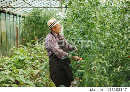 Seniour farmer with straw hat standing in greenhouse. Senior farmer harvesting tomatoes. Man wearing red plaid t-shirt and eyeglasses. 138283147