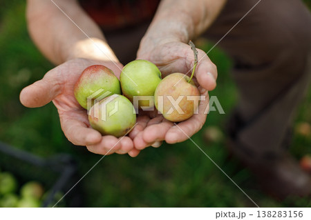 Cropped photo of farmer's hands holding green apples in orchard suring harvest in late summer time. Senior farmer harvesting apples. Focus on apples. Cropped photo of farmer's hands holding green apples in orchard suring harvest in late summer time. Senior farmer harvesting apples. Focus on apples. 138283156