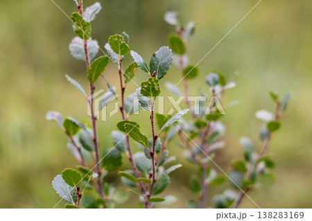 Native And Beautiful Dwarf Birch 138283169