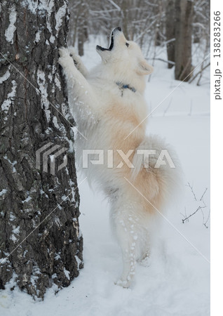 A Samoyed dog walks through a winter park. The dog is hunting a squirrel and has its paws up a tree. 138283266