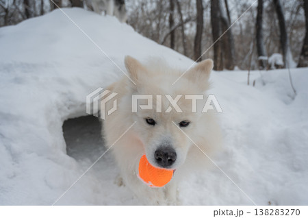 White Samoyed dog with orange ball in mouth standing inside snow tunnel, winter outdoor scene 138283270
