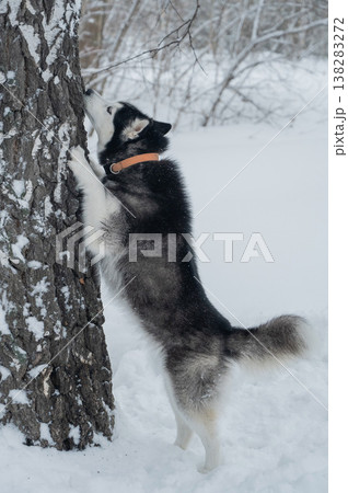 Siberian husky dog standing on hind legs against tree trunk in snowy winter forest, vertical shot Siberian husky dog standing on hind legs against tree trunk in snowy winter forest, vertical shot 138283272