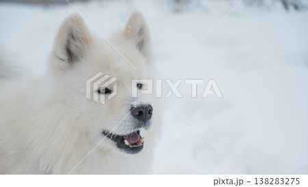 White Samoyed dog in snowy winter landscape, close up portrait 138283275