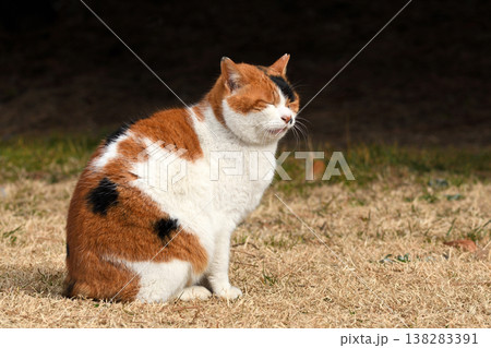公園の片隅でうとうとする三毛猫 公園の片隅でうとうとする三毛猫 138283391