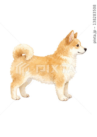 柴犬 水彩イラスト 横向き 立ち姿 かわいい犬の単体素材 柴犬 水彩イラスト 横向き 立ち姿 かわいい犬の単体素材 138283508