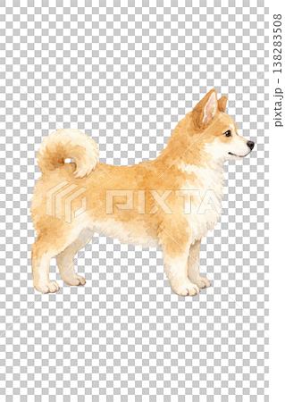柴犬 水彩イラスト 横向き 立ち姿 かわいい犬の単体素材 柴犬 水彩イラスト 横向き 立ち姿 かわいい犬の単体素材 138283508