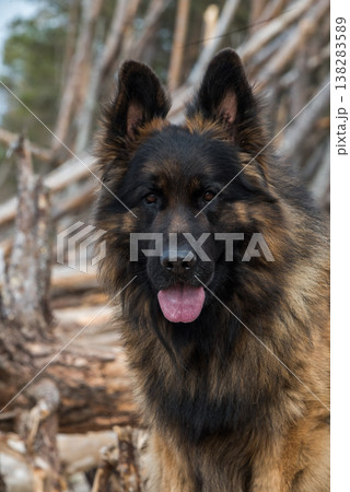 German Shepherd Dog on the beach at sea 138283589