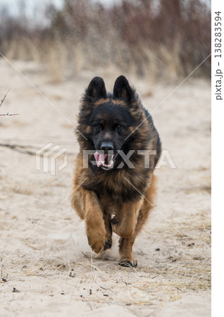 German Shepherd Dog on the beach at sea 138283594