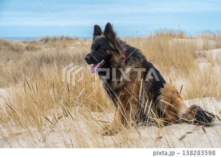German Shepherd Dog on the beach at sea 138283598