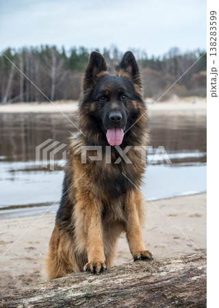 German Shepherd Dog on the beach at river 138283599