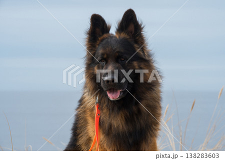 German Shepherd Dog on the beach at sea 138283603