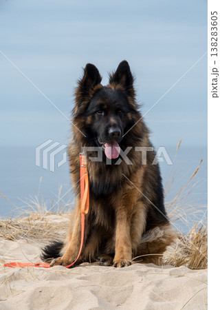 German Shepherd Dog on the beach at sea 138283605