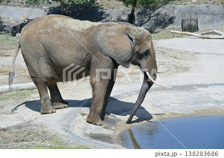 水を飲むアフリカゾウ 138283686