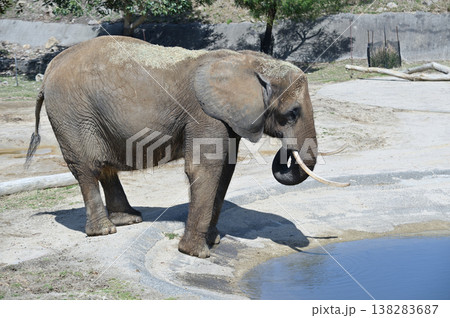 水を飲むアフリカゾウ 水を飲むアフリカゾウ 138283687